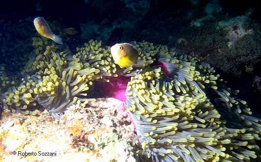 Amphiprion akallopisos