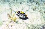 Clown Triggerfish (29k)