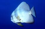 Longfin Batfish (10k)