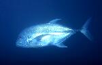 Giant Trevally (14k)