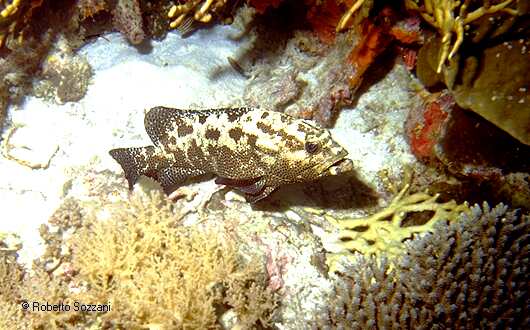 Epinephelus fuscoguttatus