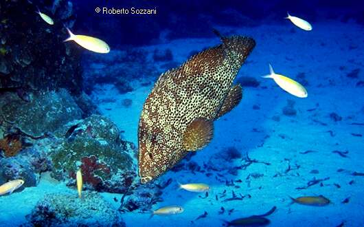 Epinephelus (?)