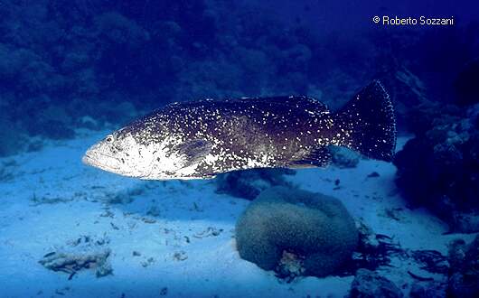 Epinephelus (?)