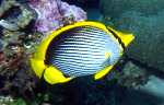 Blackbacked Butterflyfish (31k)