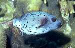 Blackspotted Pufferfish (27k)