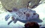 Blackspotted Pufferfish (28k)