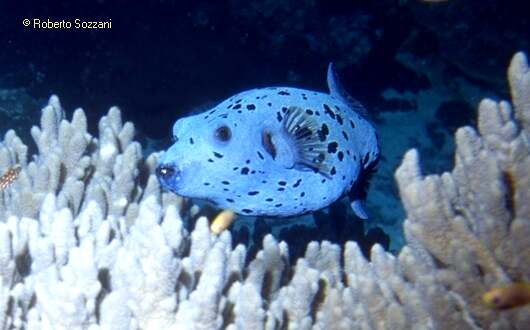 Arothron nigropunctatus