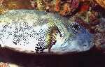 Pufferfish (34k)
