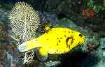 Starry Pufferfish (34k)
