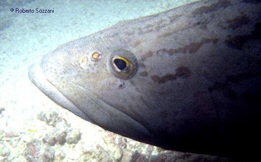 Epinephelus tukula