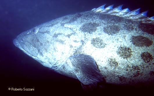 Epinephelus tukula