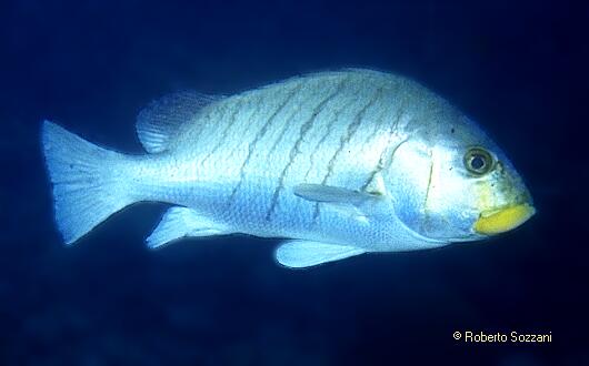 Plectorhinchus plagiodesmus