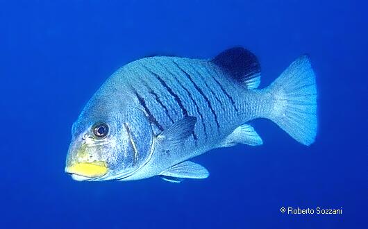 Plectorhinchus plagiodesmus