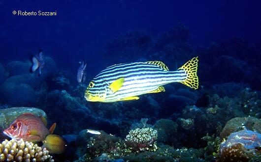 Plectorhinchus orientalis