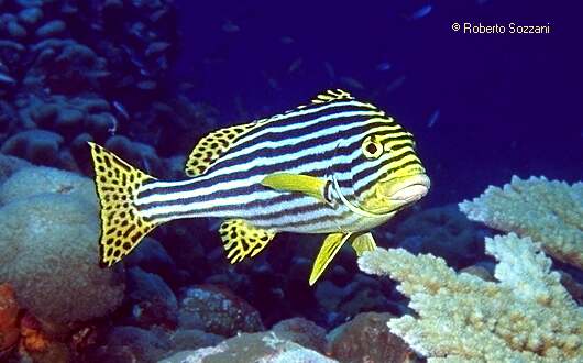 Plectorhinchus orientalis