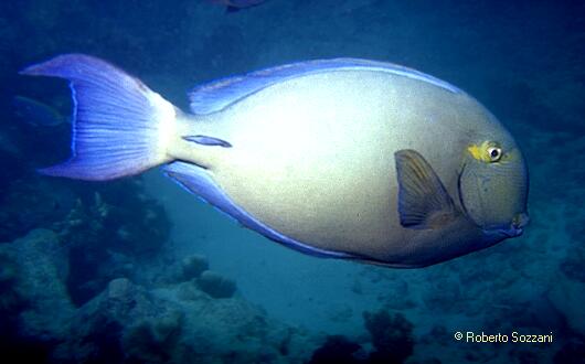 Acanthurus blochii