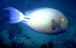 Tailring Surgeonfish (20k)
