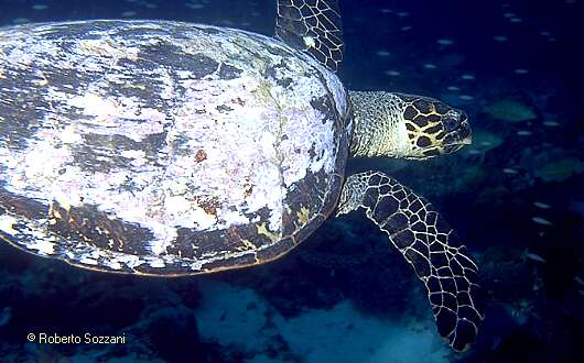 Chelonia mydas