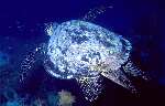 Green Turtle (29k)