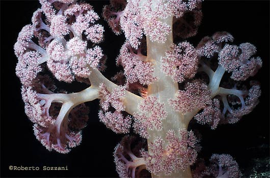 Dendronephthya sp.