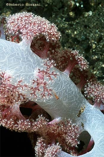 Dendronephthya sp.