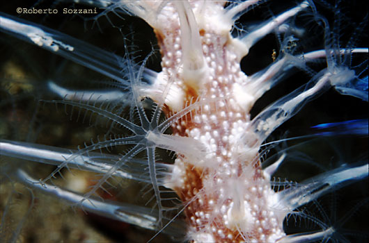 Dendronephthya sp.