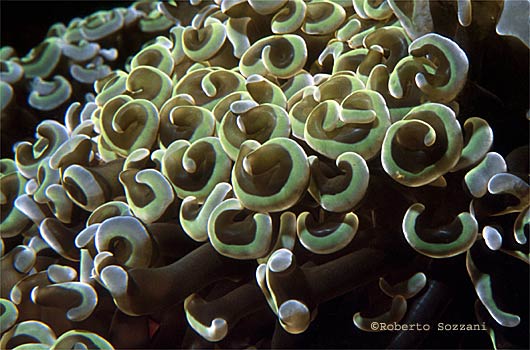 Euphyllia ancora