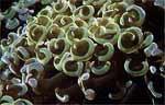 Anchor coral