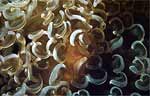 Anchor coral