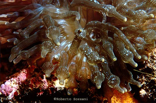 Entacmaea quadricolor