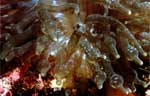 Bulb-tentacle sea anemone