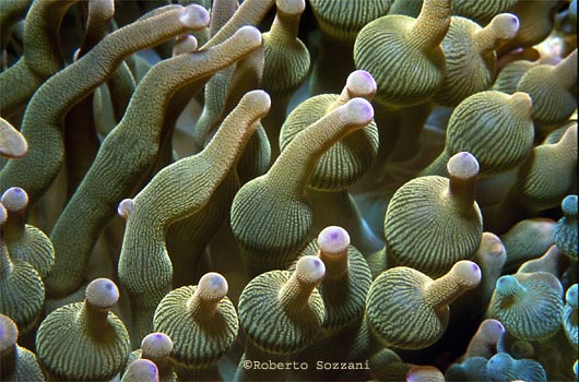 Entacmaea quadricolor