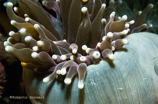 Heteractis magnifica