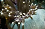 Magnificent sea anemone