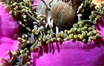 Magnificent sea anemone