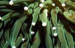 Long tipped plate coral