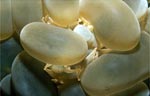 Bubble coral