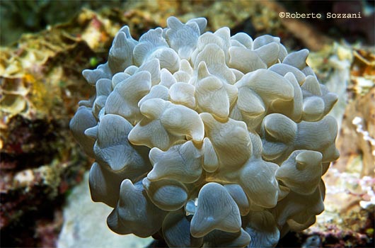 Corallo duro - Hard coral