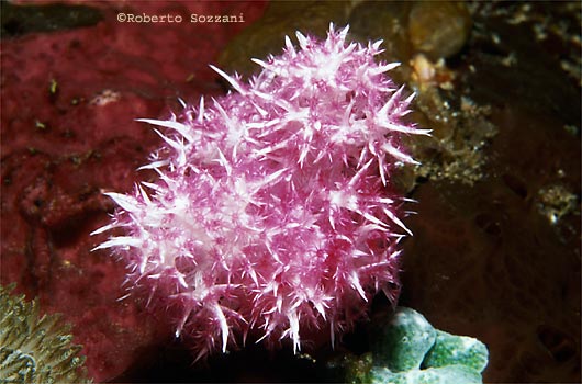 Dendronephthya sp.