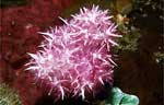 Soft coral