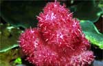 Soft coral