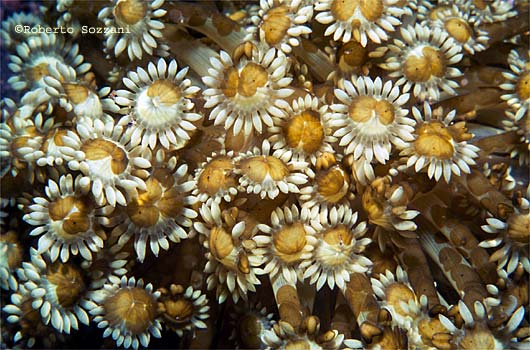 Goniopora sp.