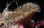 Soft coral