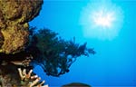 Black coral