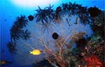 Sea fan with crinoids