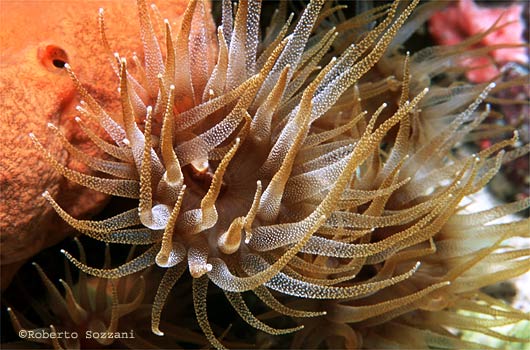 Tubastraea sp.