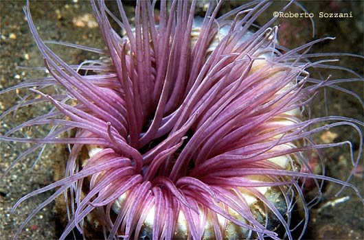 Cerianthus sp.