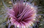 Tube anemone