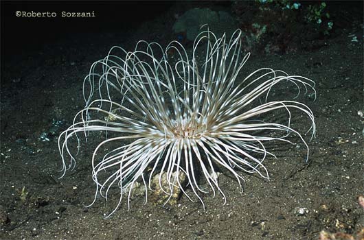 Cerianto - Tube anemone, Cerianthid