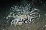 Tube anemone